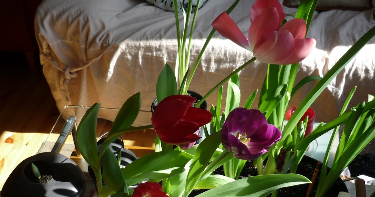 LA BELLEZA DEL TULIPAN: EL PROCESO DEL BULBO.