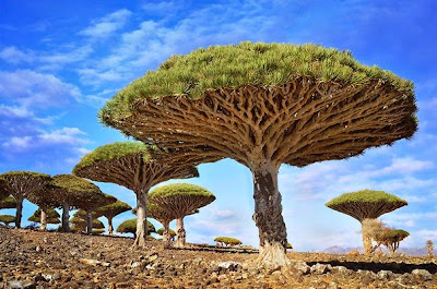 Τα ομορφότερα δέντρα του κόσμου