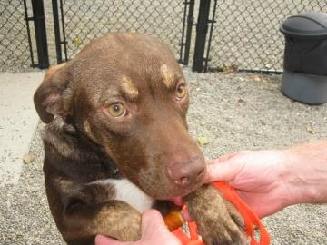 Medium Sized Dogs For Adoption In Ontario Medium Sized Dogs For Adoption In Ontario
