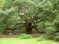 Duir the Oak tree