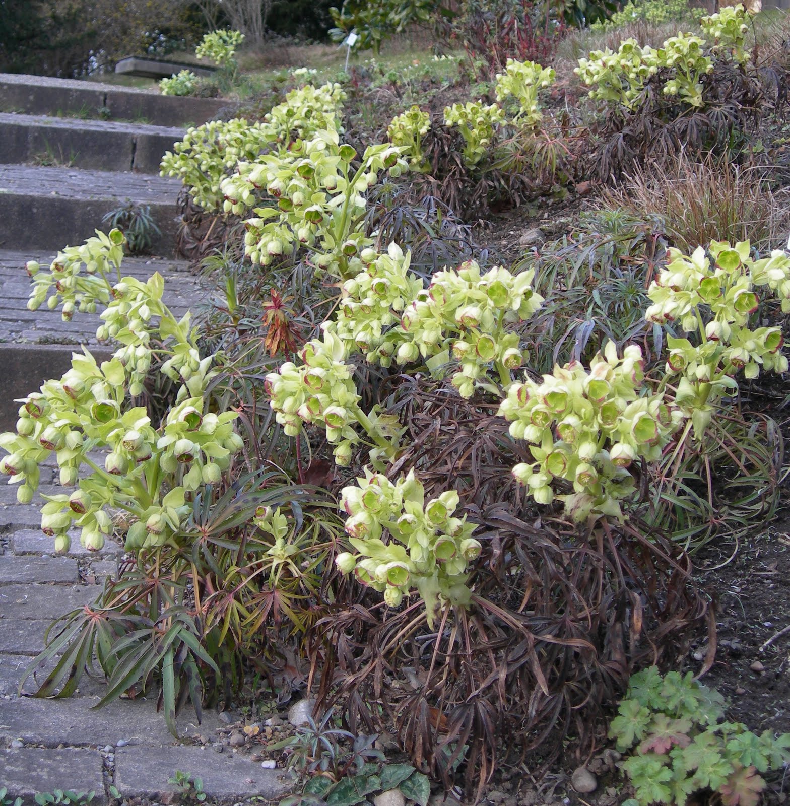 Smart Gardening In 2020 Plant Pussy Willows A Pollinator
