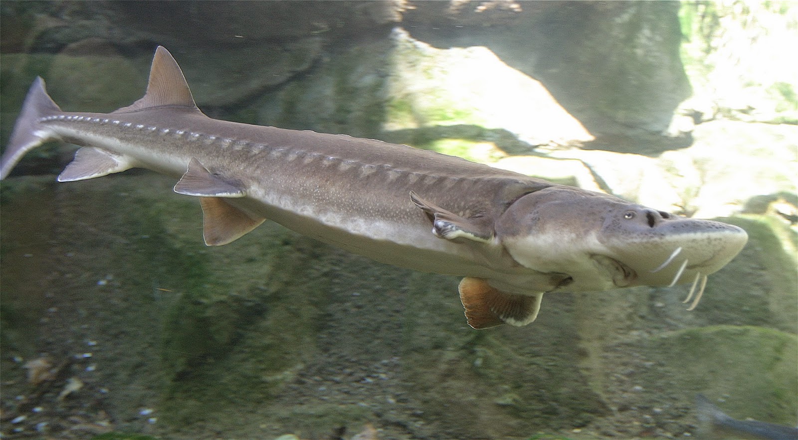 10 Prehistoric fish that are still alive today (Part2)