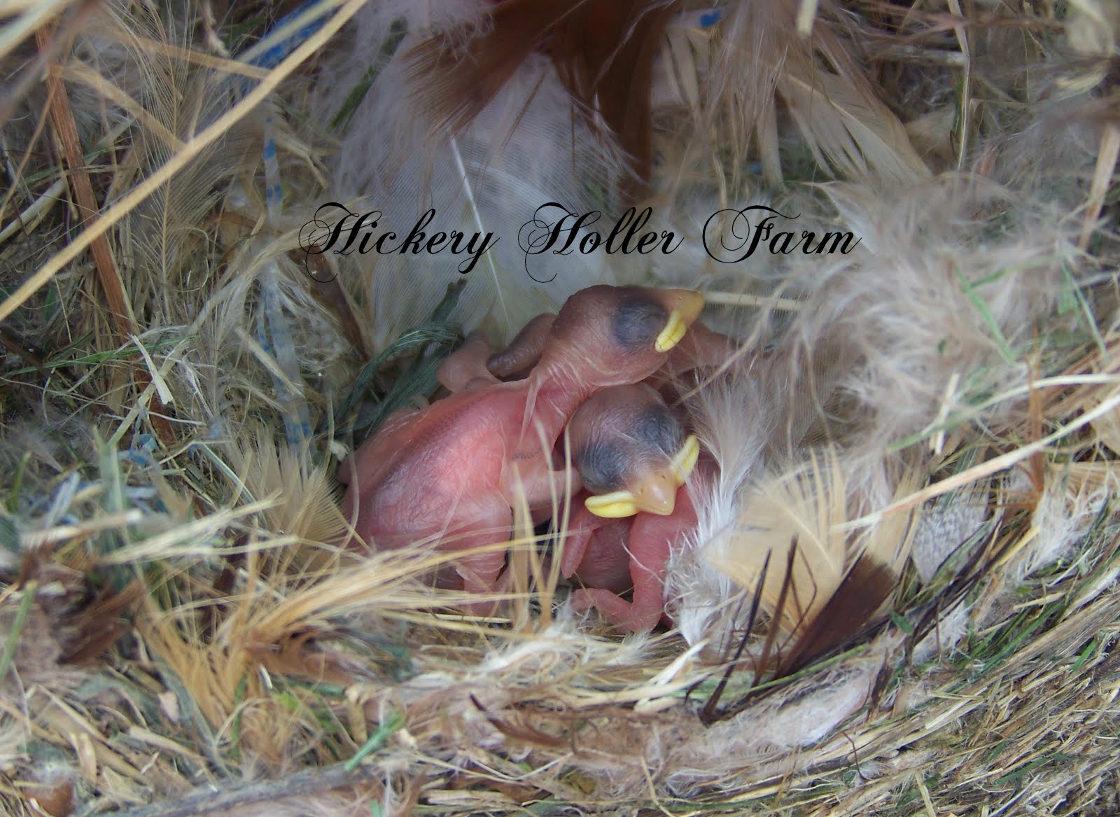 Hickery Holler Farm Spring Babies