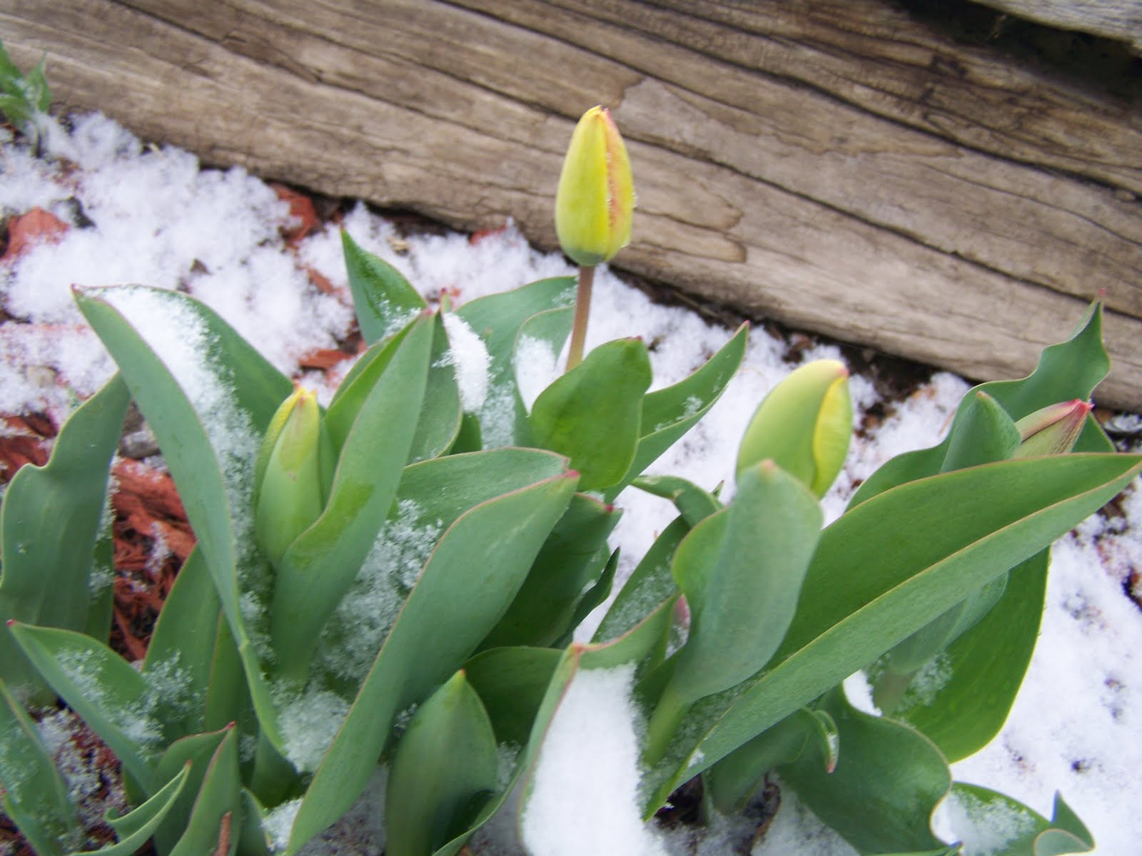 Gardening and Flowers Snow Tulip Flowers