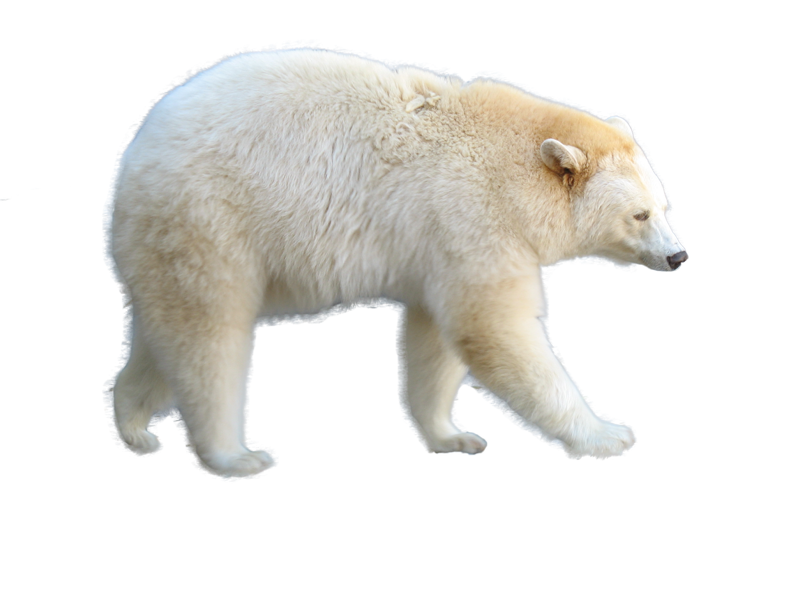 Ursos Polares 3d