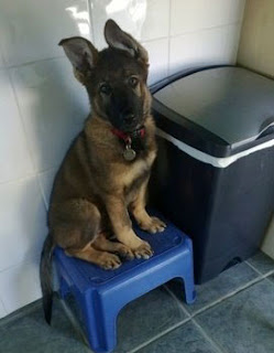 German shepherd puppy sat on plastic blue stool with ears up looking