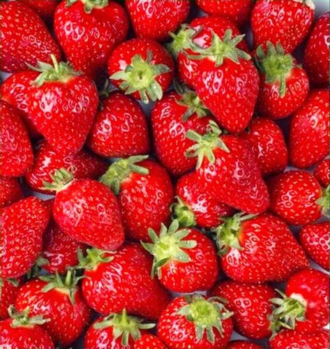 Sifali Mucize Bitkiler Cilek Fragaria Vesca Faydalari