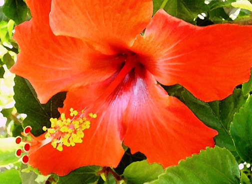 Tropical Hibiscus Paper Placemats 25 14 x 9 3/4in. 