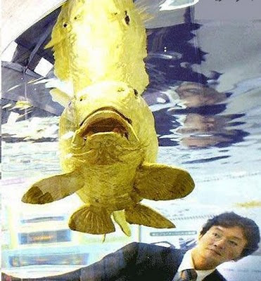 GALLERY FOTO IKAN EMAS :