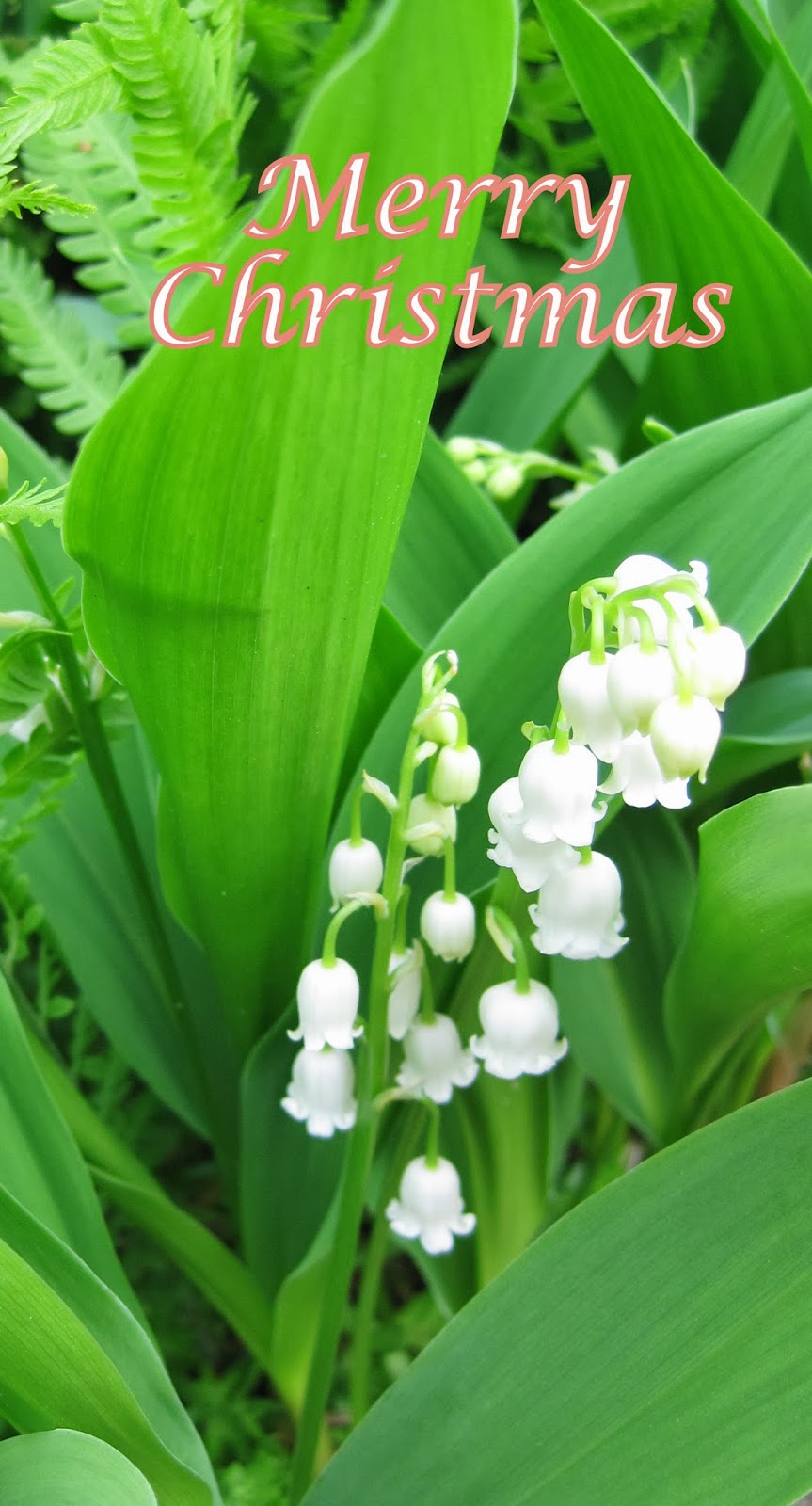 Lily of the Valley for Christmas