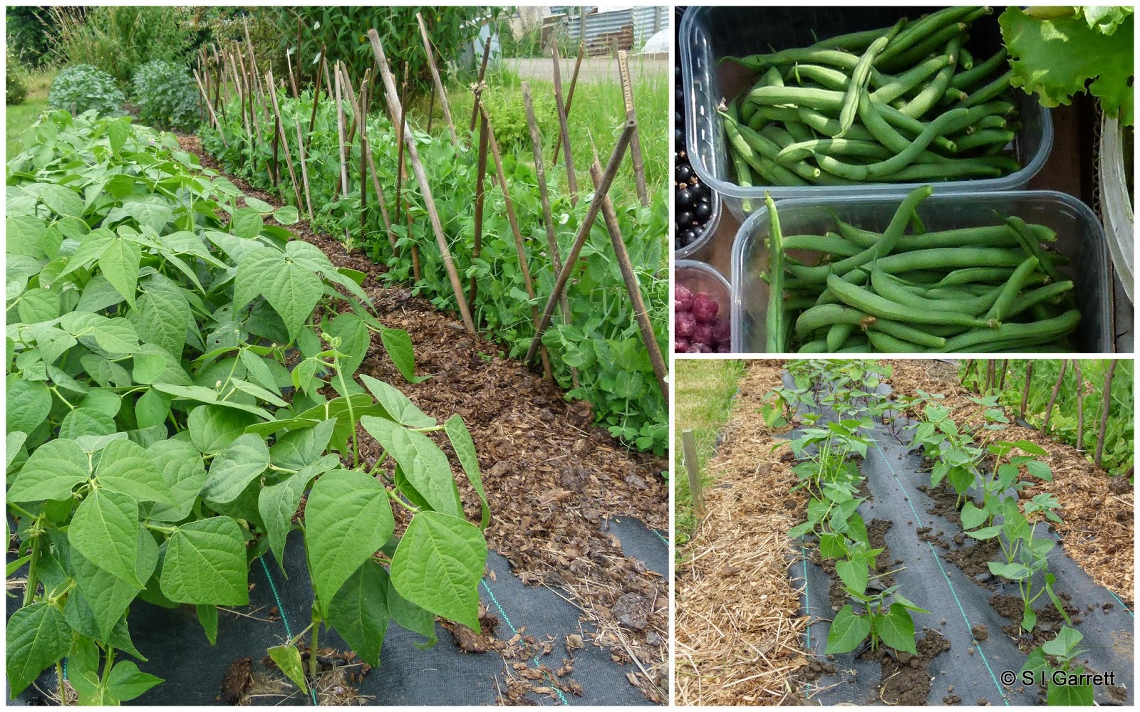 Our Plot at Green Lane Allotments Spilling the beans on the French