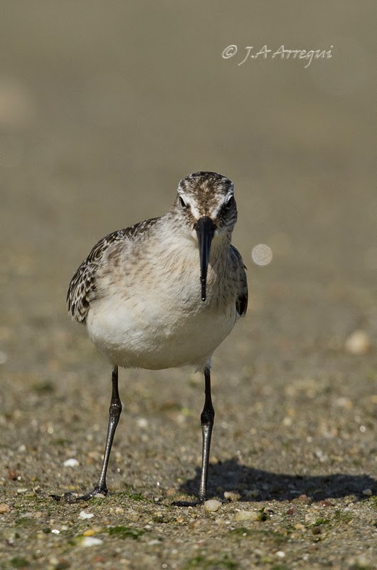 correlimos zarapitin, Calidris ferruginea, Curlew Sandpiper correlimos zarapitin, Calidris ferruginea, Curlew Sandpiper