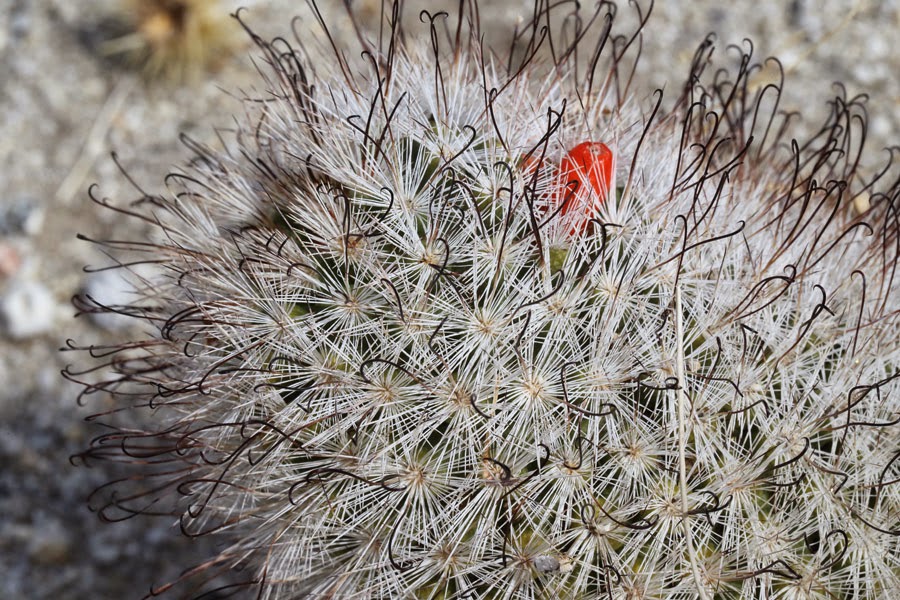 Cactus world beauty Mammillaria tetrancistra