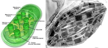 LOS CLOROPLASTOS