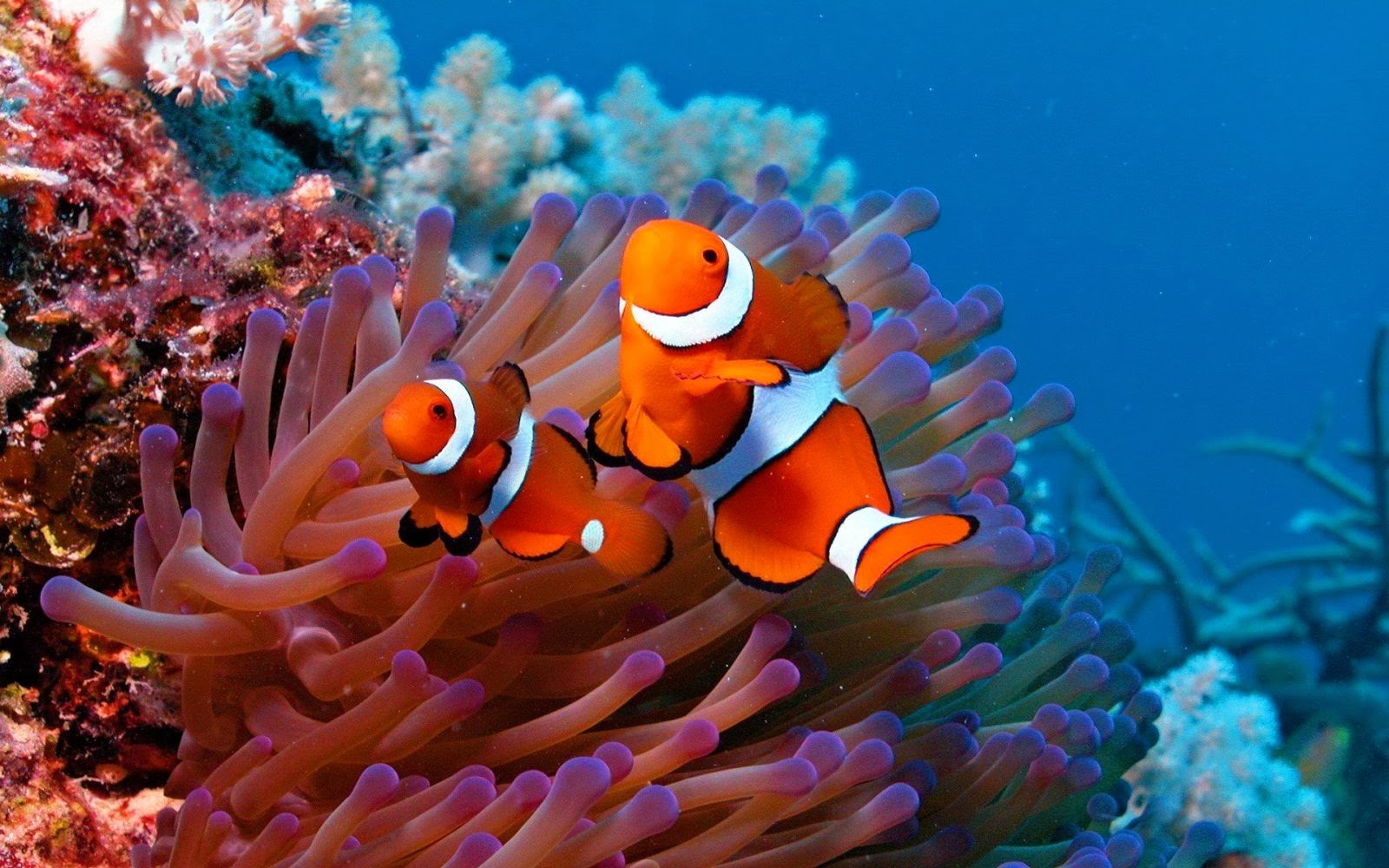 fish share: GAMBAR IKAN HIAS CLOWNFISH 4