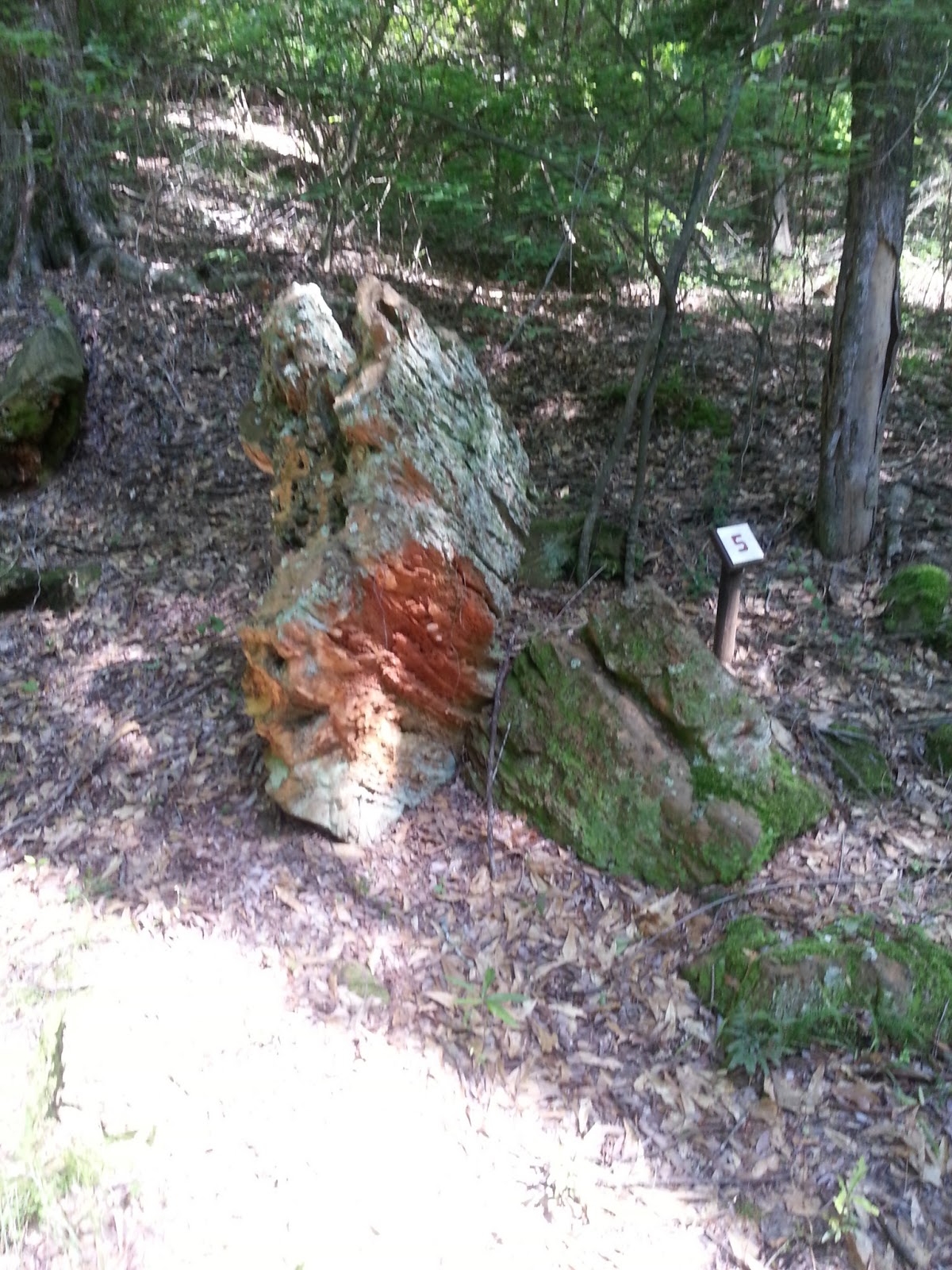 Rockhounding Around Mississippi Petrified Forest, Flora MS