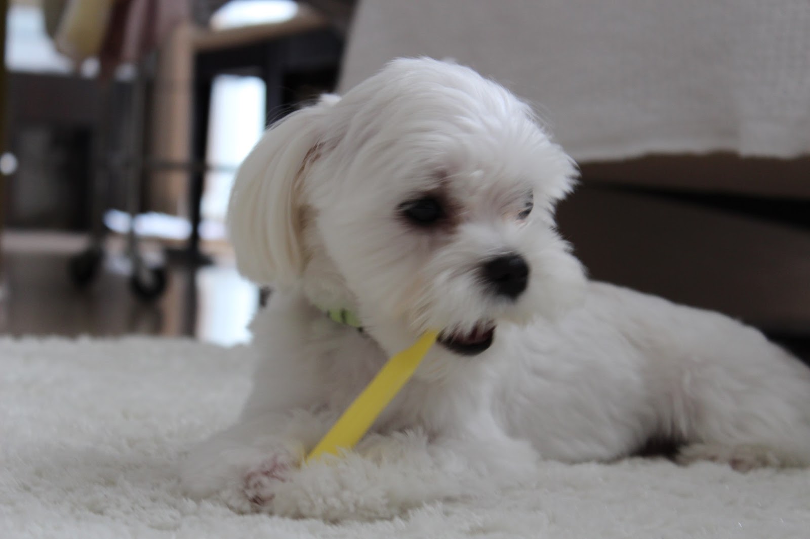 maltese toto's diary デビルの歯磨き・・・Devil's Tooth Brush