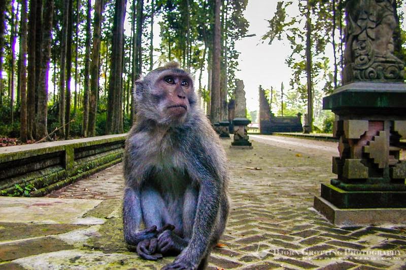 Tempat Wisata Pilihan Sangeh Bali Tempat Wisata Pilihan Sangeh Bali