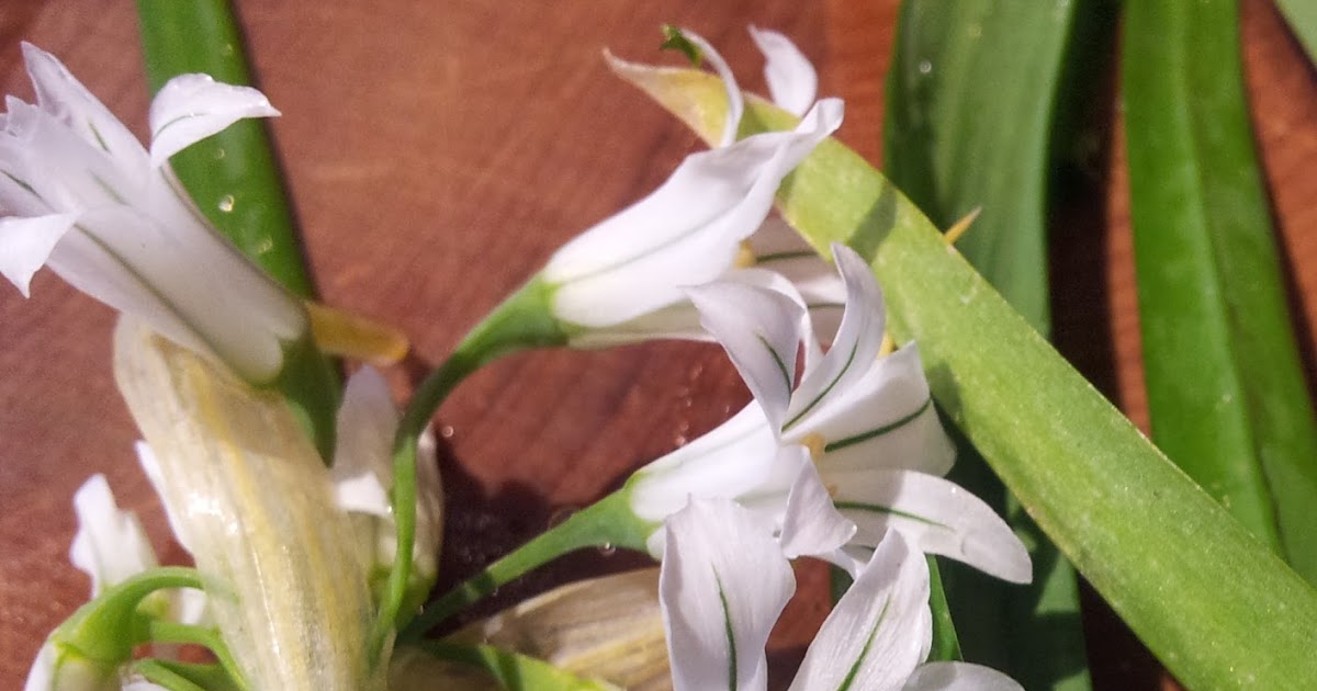 Jeannie's Kitchen Onion Weed just as good as spring onions