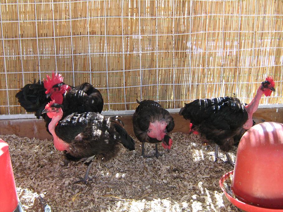 Breed Savers Naked Necks Chickens that Look Like Turkeys
