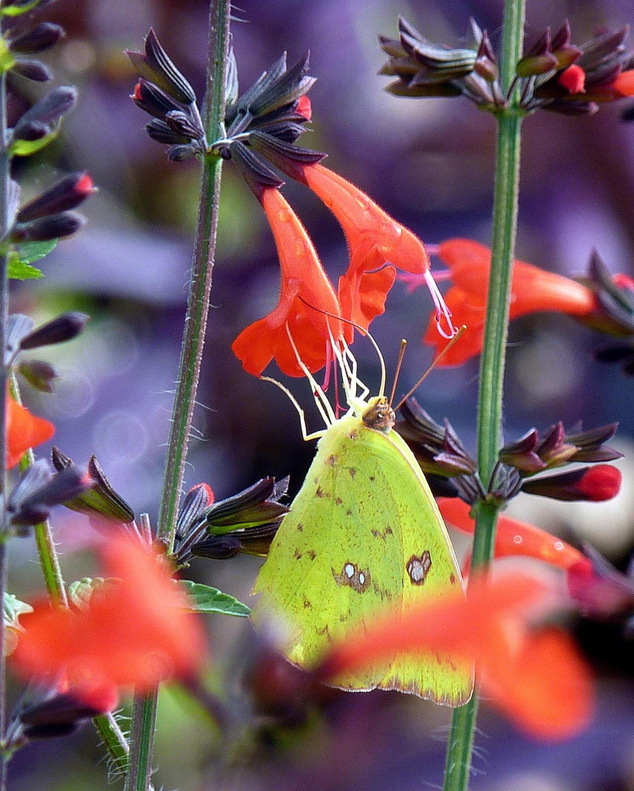 MOSI Outside Salvia coccinea Our Number One Florida Nectar Plant