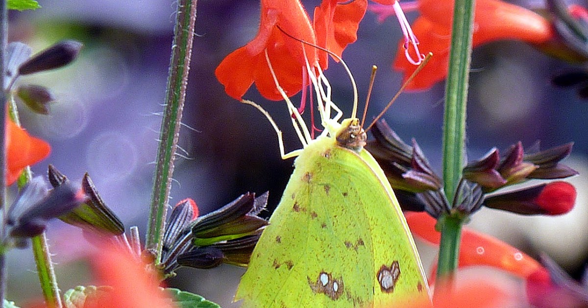 MOSI Outside Salvia coccinea Our Number One Florida Nectar Plant