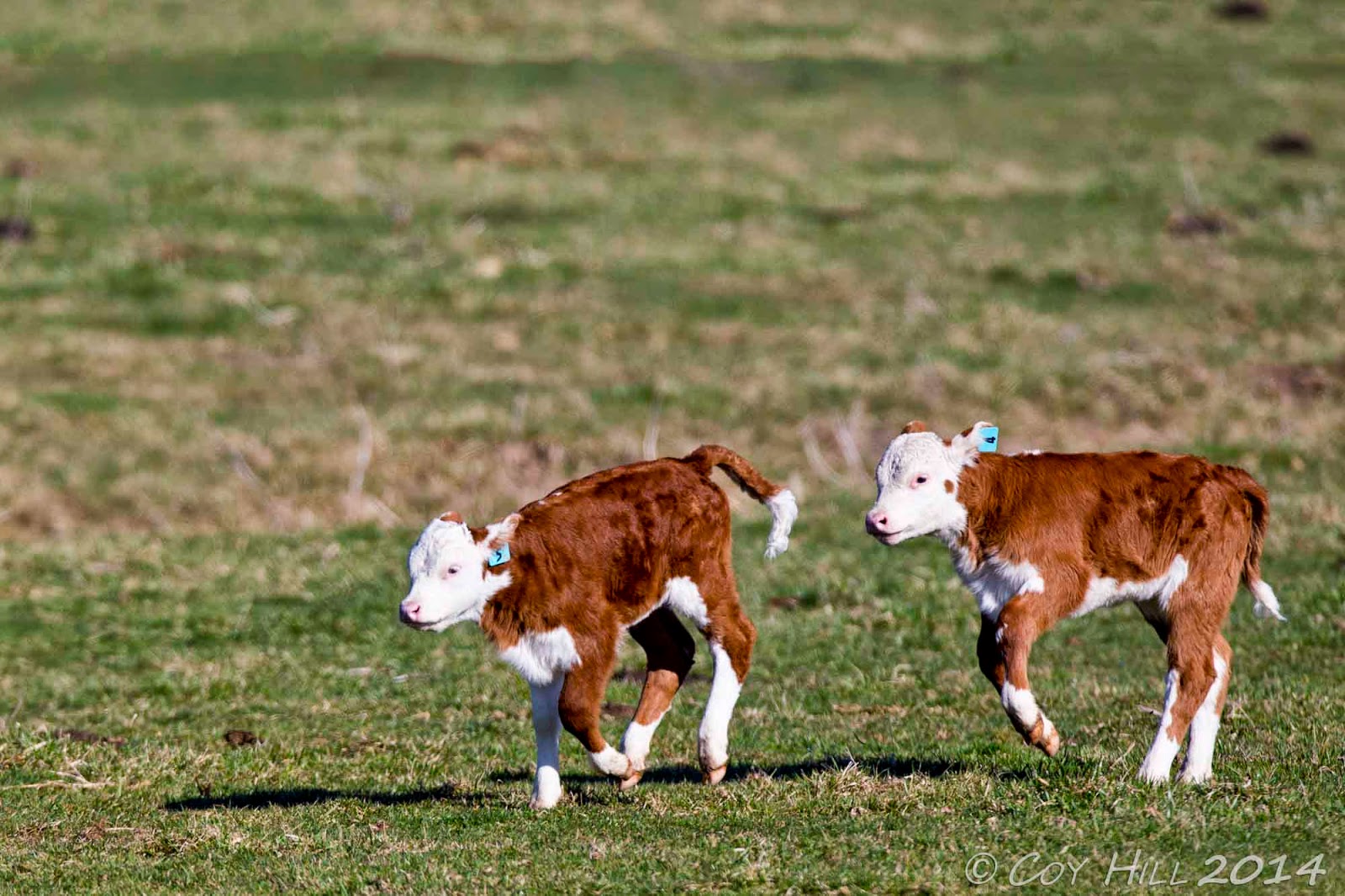Country Captures Springtime has Everyone Running and Leaping