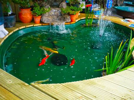 contoh gambar desain kolam ikan hias contoh gambar desain kolam ikan hias