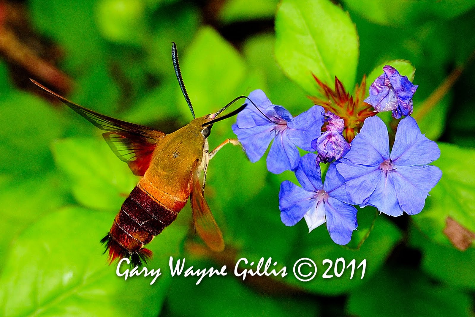 The Nikon Family Butterflies of the World
