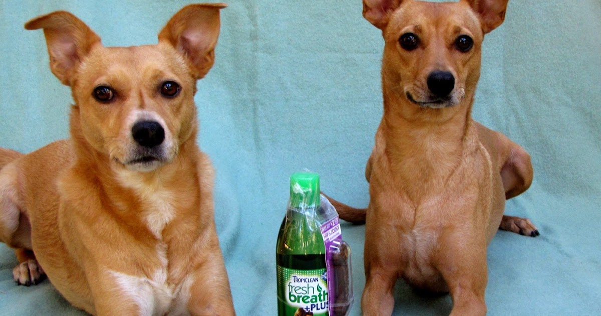 tropiclean hip and joint