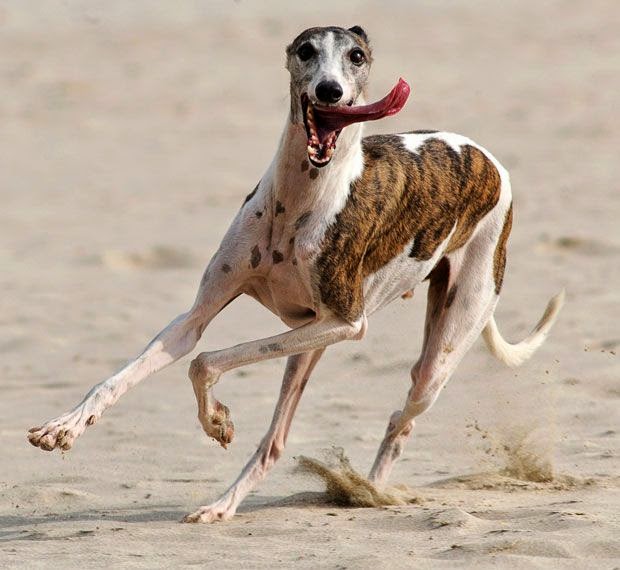 Top 5 Of The Fastest Running Dog Breeds