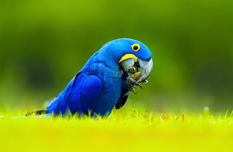 Hyacinth Macaw http://passions4life.blogspot.com/