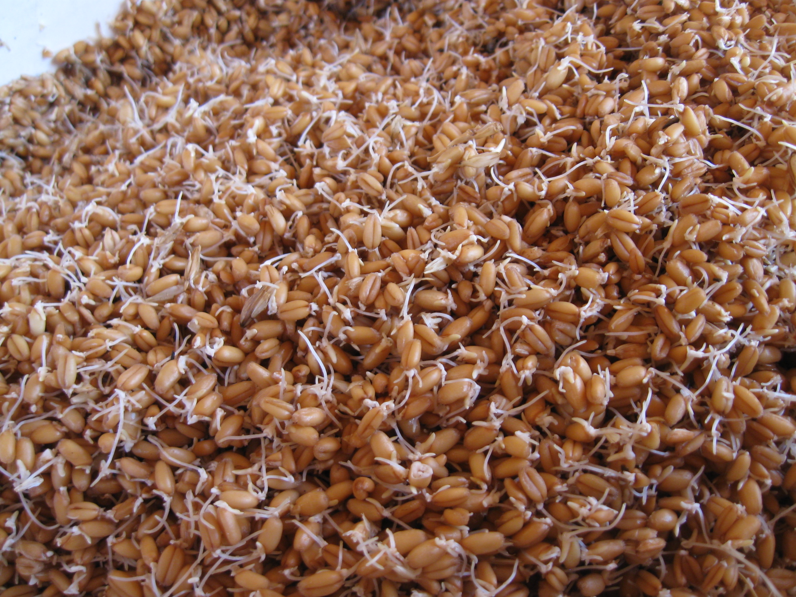 Revolution Farm Sprouting Grains as Poultry Feed