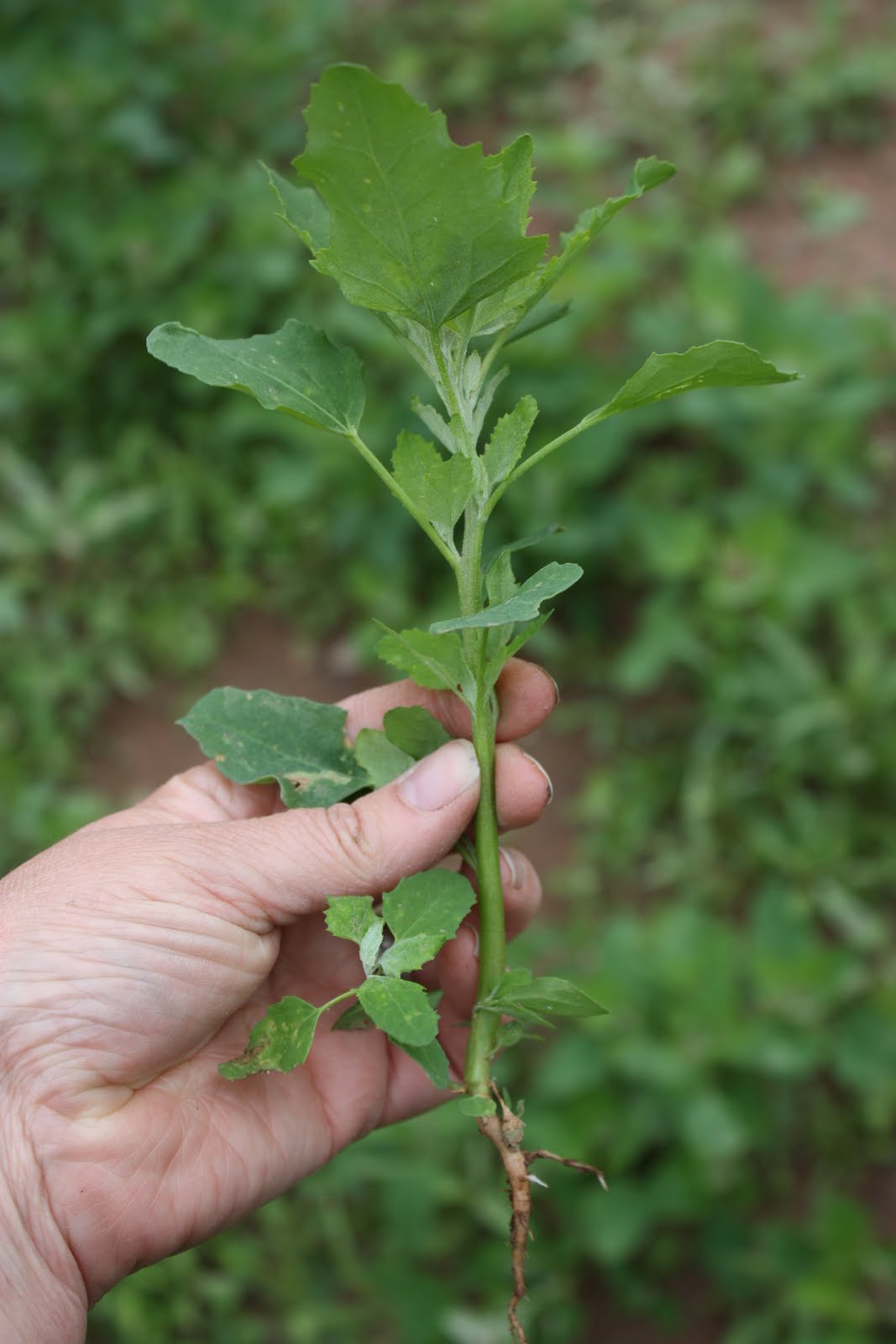 lil fish studios eating common lambsquarters chenopodium album
