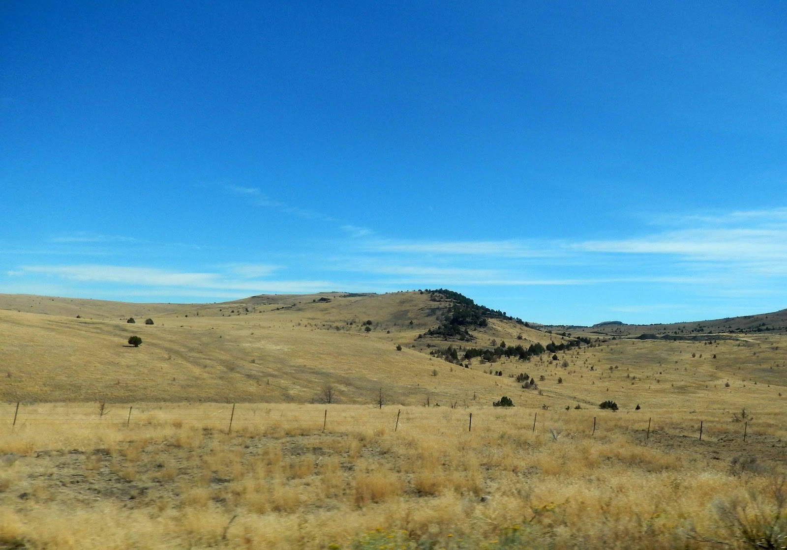 Cat Patches John Day, Oregon, to Home