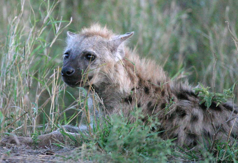 Hyenas ~ World of photography