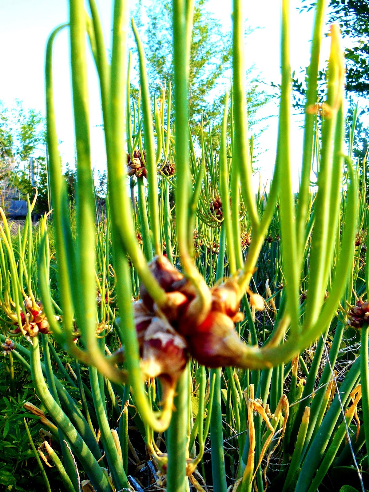 Cricket Song Farm Now Is The Time To Plant Garlic And