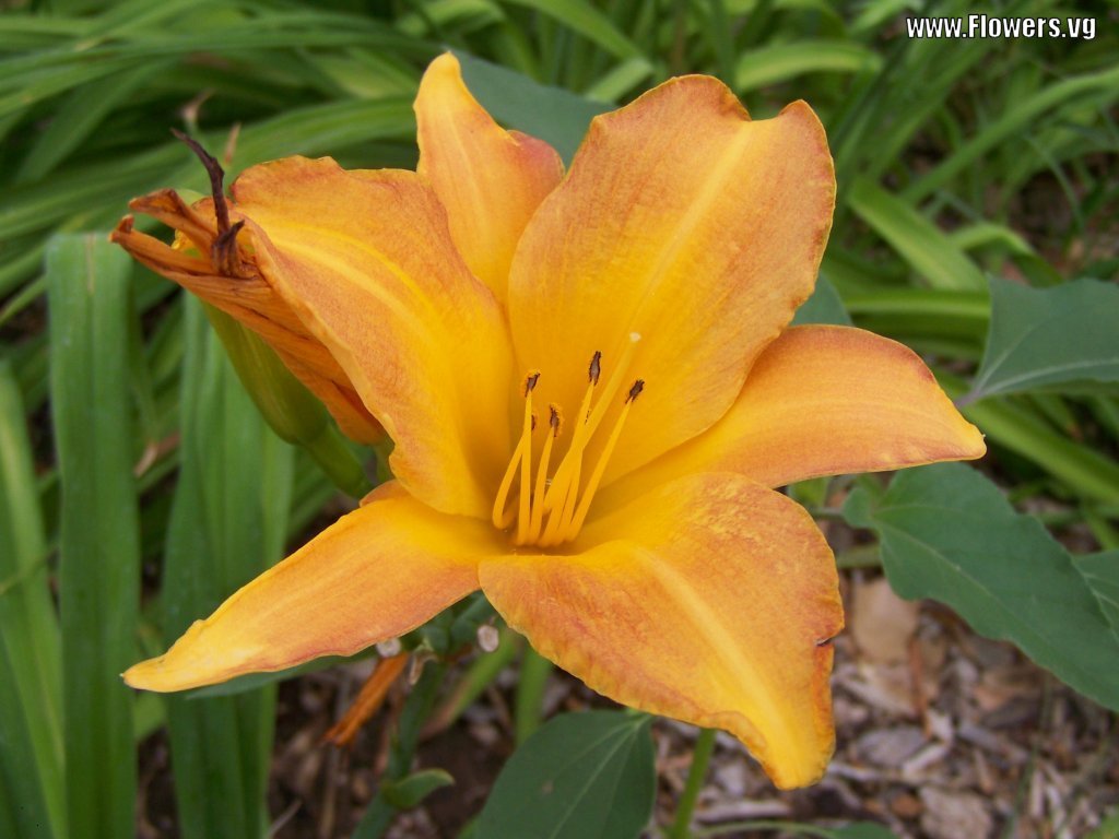 Beautiful Orange Flowers high quality wallpaper (1024 x 768 ) Flower