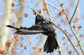 Graja, Corvus frugilegus, Rook