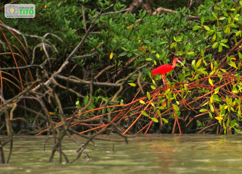 Guarás (Eudocimus ruber) no manguezal na ilha de Maiandeua (Algodoal), no Pará - Por Tito Garcez Guarás (Eudocimus ruber) no manguezal na ilha de Maiandeua (Algodoal), no Pará