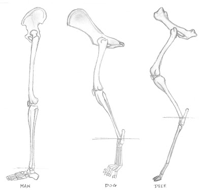 Deer+Femur+Bone Deer Femur Bone http://superoceras.blogspot.com/2011/03/well-this-is ...