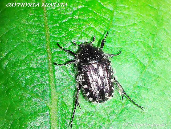 Entomologando Oxythyrea funesta