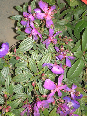 紫荊 Bauhinia