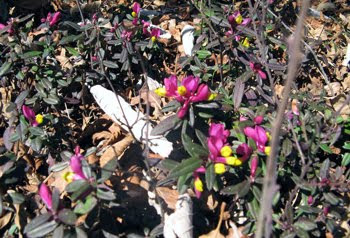 Polygaloides chamaebuxus (falso bosso)