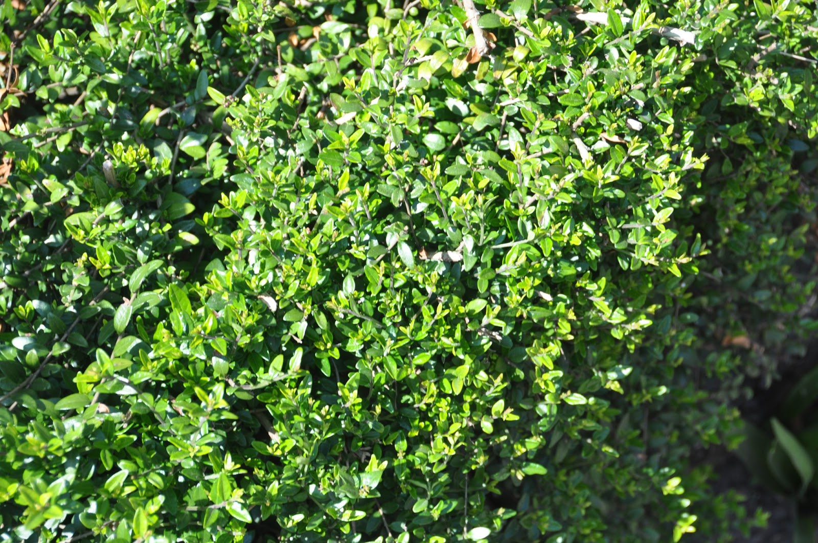 The Rainforest Garden 8 Reasons To Plant Groundcovers