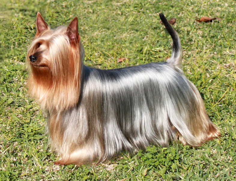 Silky Show Dog Shampoo Silky Show Dog Shampoo