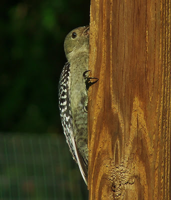 Juvenile Red Bellied Woodpecker