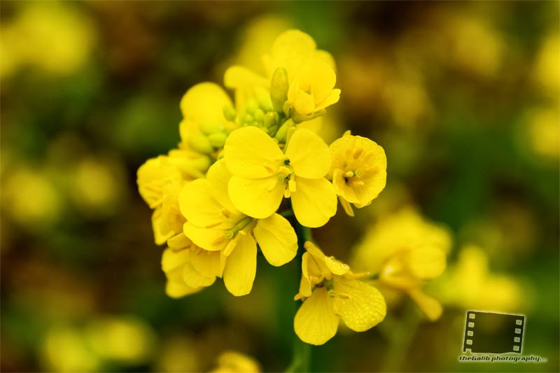 theGalib Photography Mustard flower!