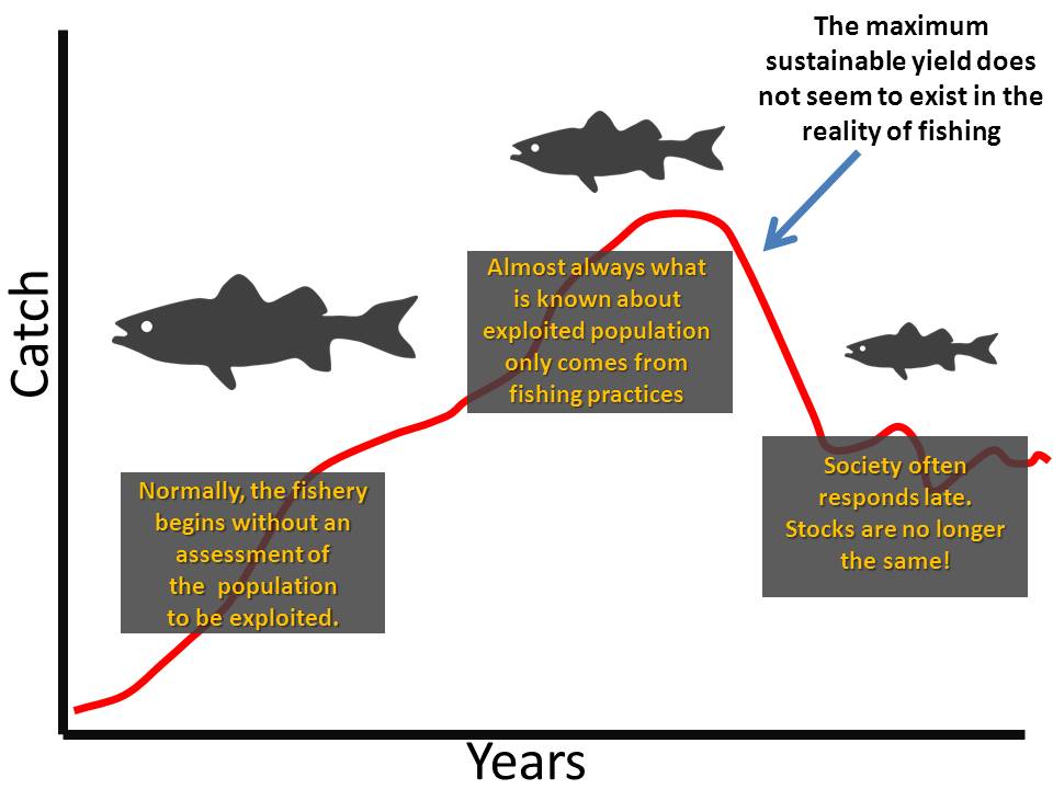 The Humboldt Current System Sustainable Yield in Fisheries