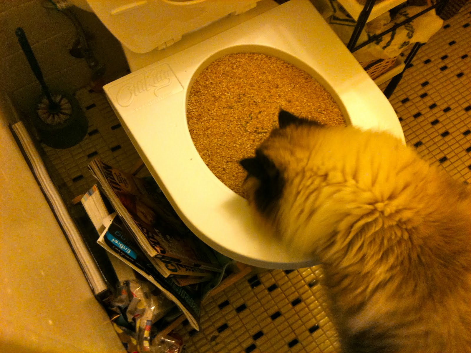 Kitten the Cat Potty Training Redux